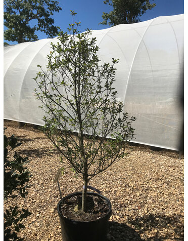 Holly, Ilex x attenuata 'W.H. Duis' 10G