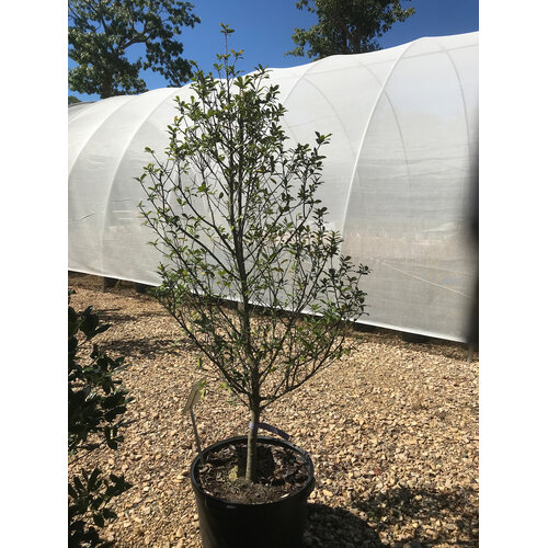 Holly, Ilex x attenuata 'W.H. Duis' 10G