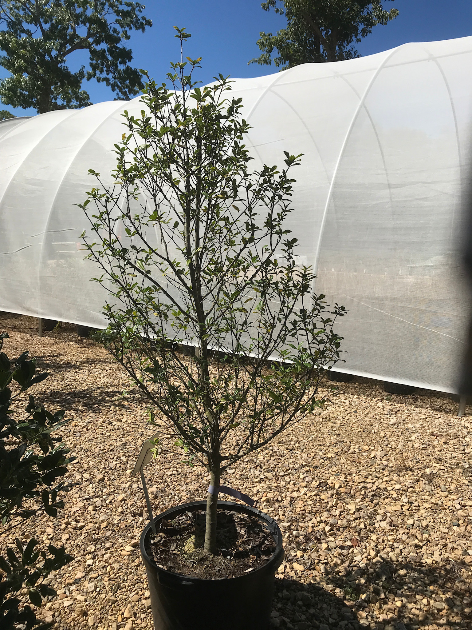 Holly, Ilex x attenuata 'W.H. Duis' 10G
