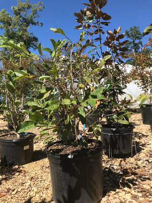 Magnolia, Magnolia stellata 'Royal Star' 7G