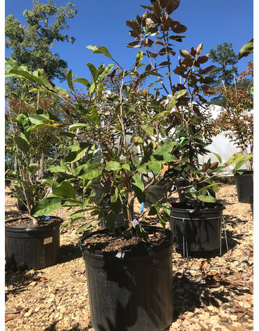 Magnolia, Magnolia stellata 'Royal Star' 7G