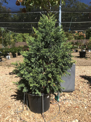 Cypress, Cupressocyparis leylandii 'Gold Rider' Leyland 7G
