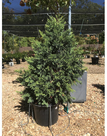 Cypress, Cupressocyparis leylandii 'Gold Rider' Leyland 7G