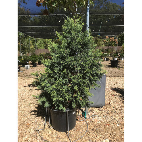 Cypress, Cupressocyparis leylandii 'Gold Rider' Leyland 7G