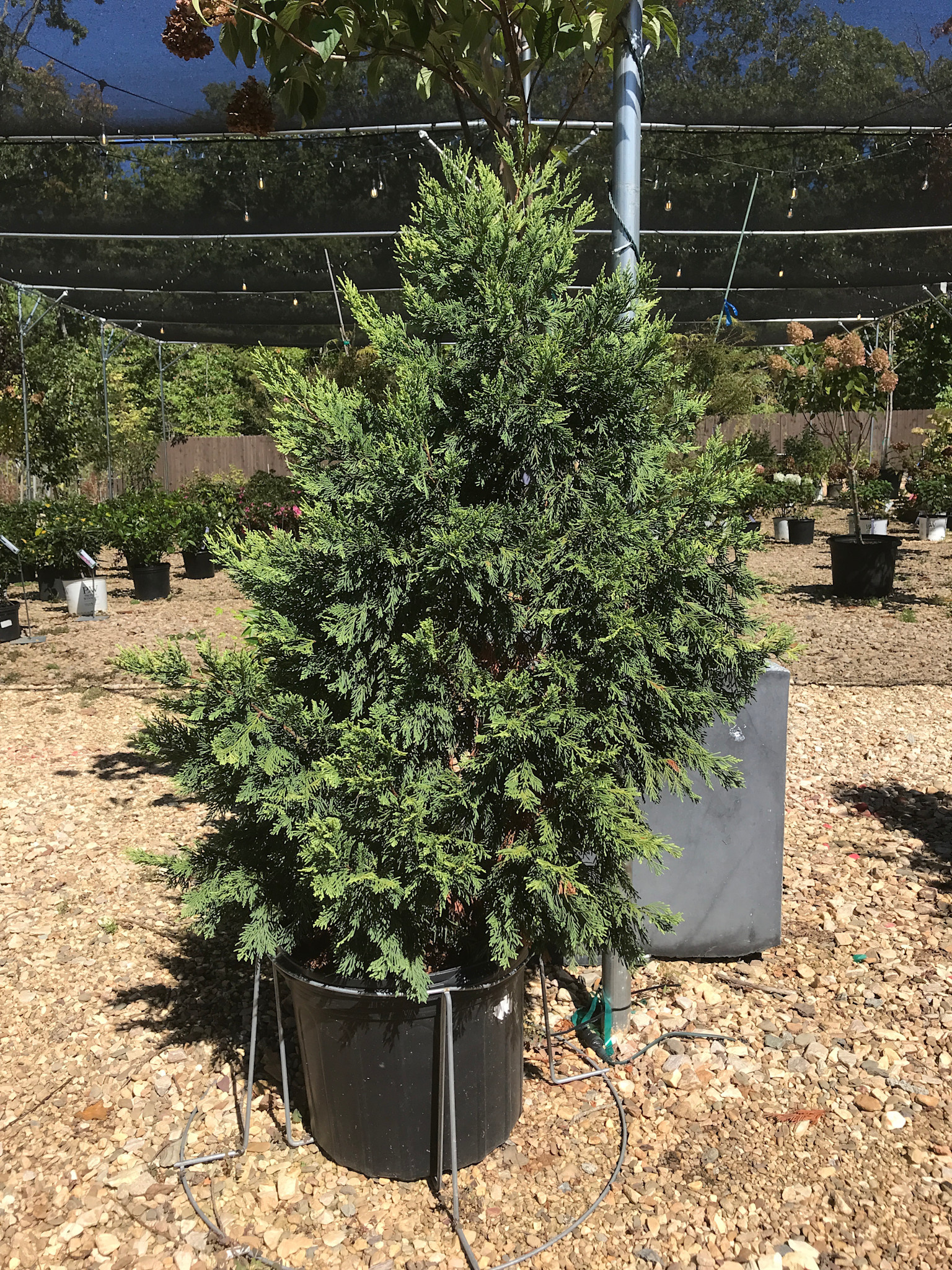 Cypress, Cupressocyparis leylandii 'Gold Rider' Leyland 7G