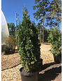 Arborvitae, Thuja occidentalis 'Degroots Spire' 10G
