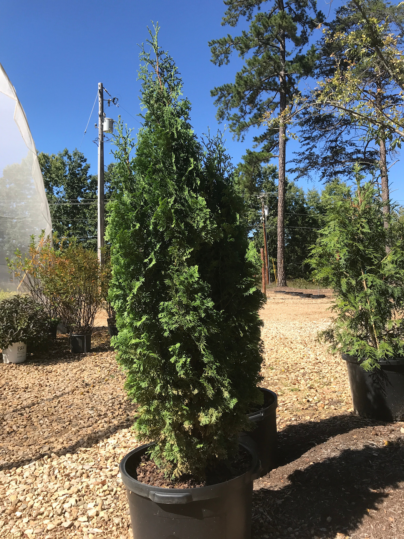 Arborvitae, Thuja occidentalis 'Degroots Spire' 10G