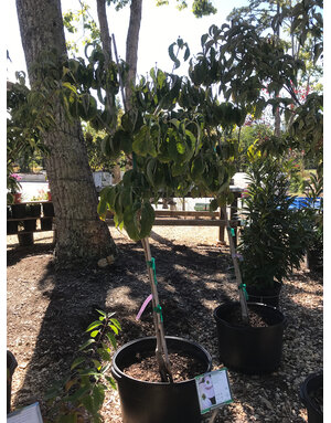 Dogwood, Cornus florida 'Comco No. 1' Cherokee Brave™ 10G NATIVE
