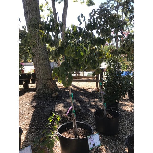 Dogwood, Cornus florida 'Comco No. 1' Cherokee Braveâ„¢ 10G NATIVE