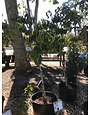 Dogwood, Cornus florida 'Comco No. 1' Cherokee Brave™ 10G NATIVE