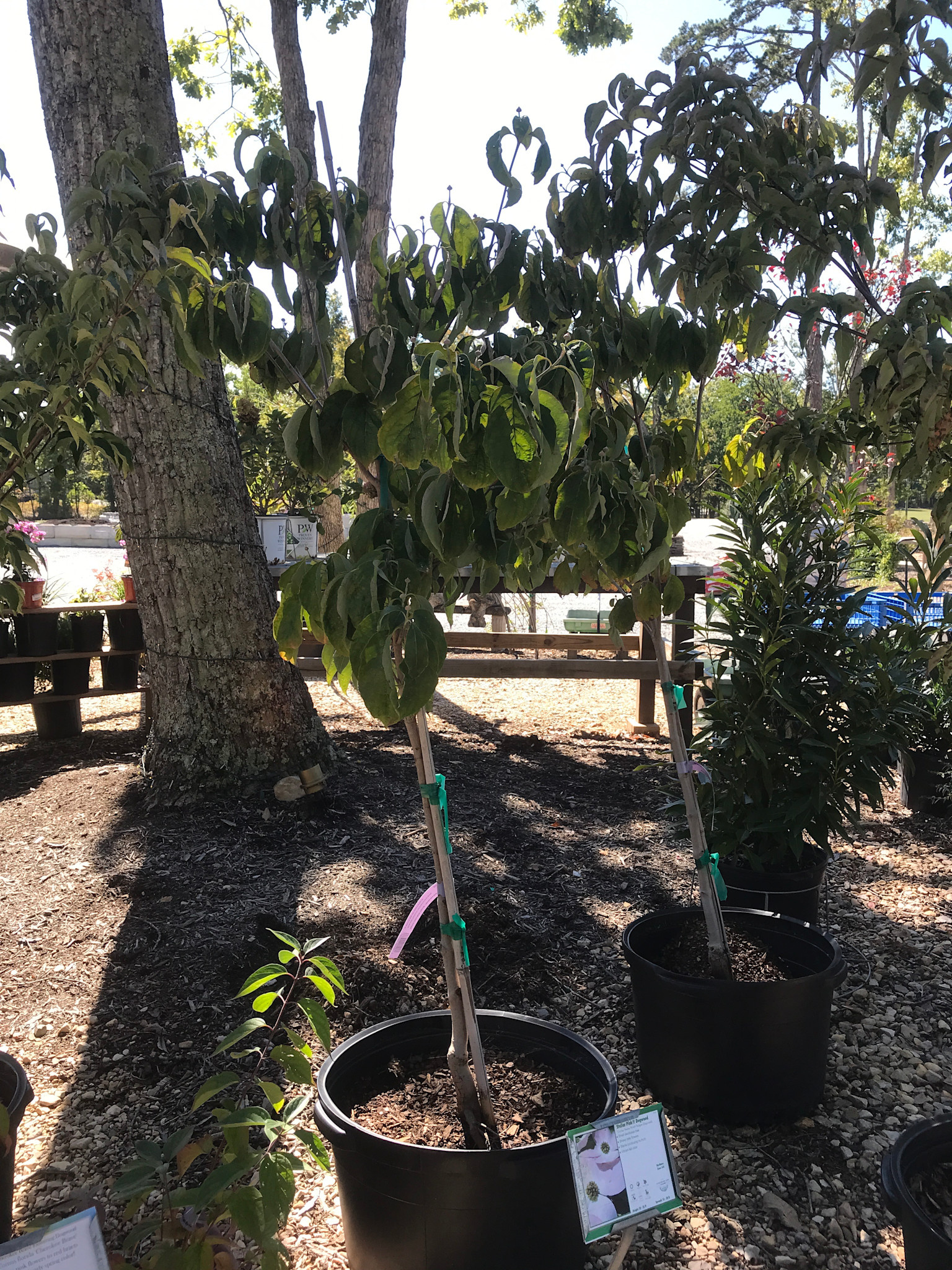 Dogwood, Cornus florida 'Comco No. 1' Cherokee Brave™ 10G NATIVE