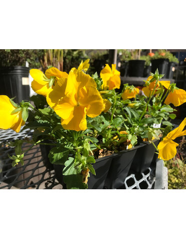 Pansy, Matrix Yellow 6 pack