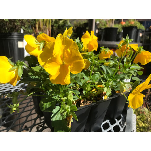 Pansy, Matrix Yellow 6 pack