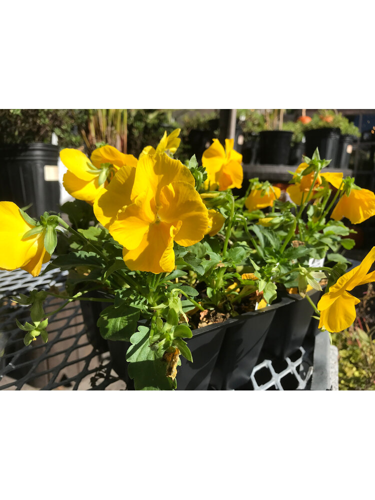 Pansy, Matrix Yellow 6 pack
