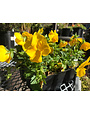 Pansy, Matrix Yellow 6 pack
