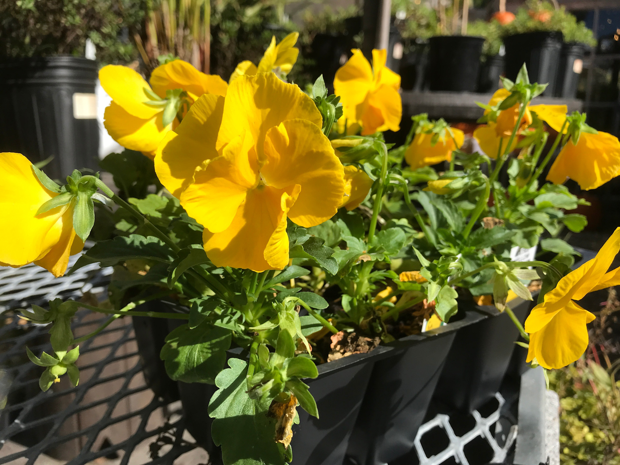 Pansy, Matrix Yellow 6 pack