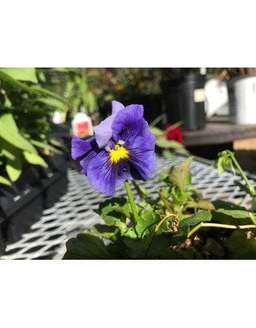 Pansy, Delta Pro Clear Color Mix 6 pack