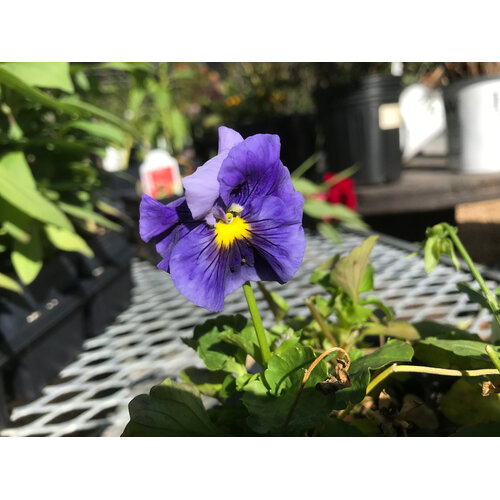 Pansy, Delta Pro Clear Color Mix 6 pack