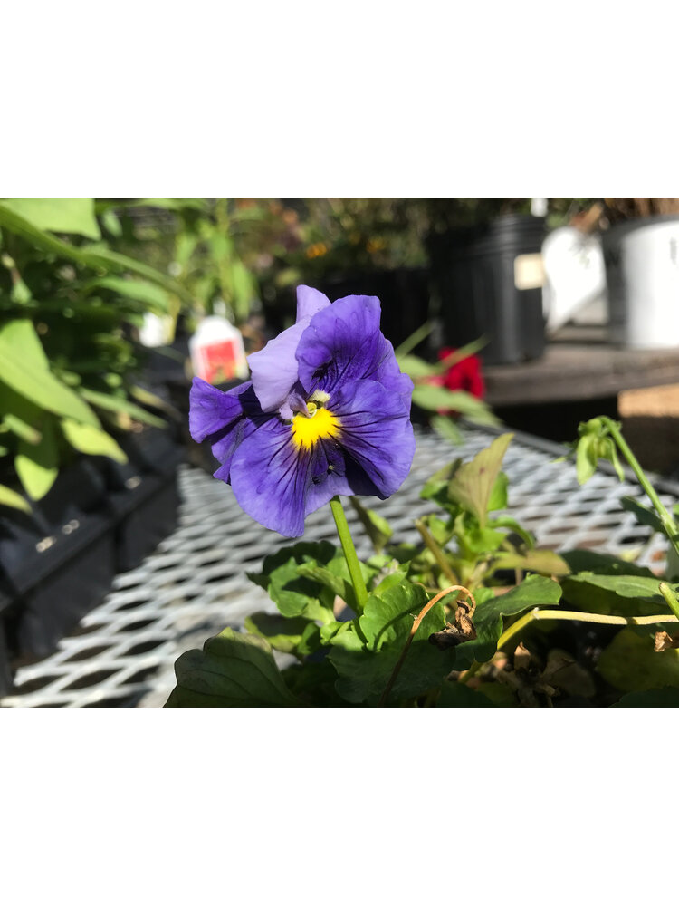 Pansy, Delta Pro Clear Color Mix 6 pack