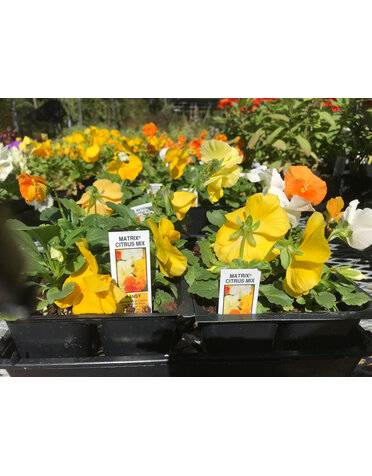 Pansy, Matrix Citrus Mix 6 pack