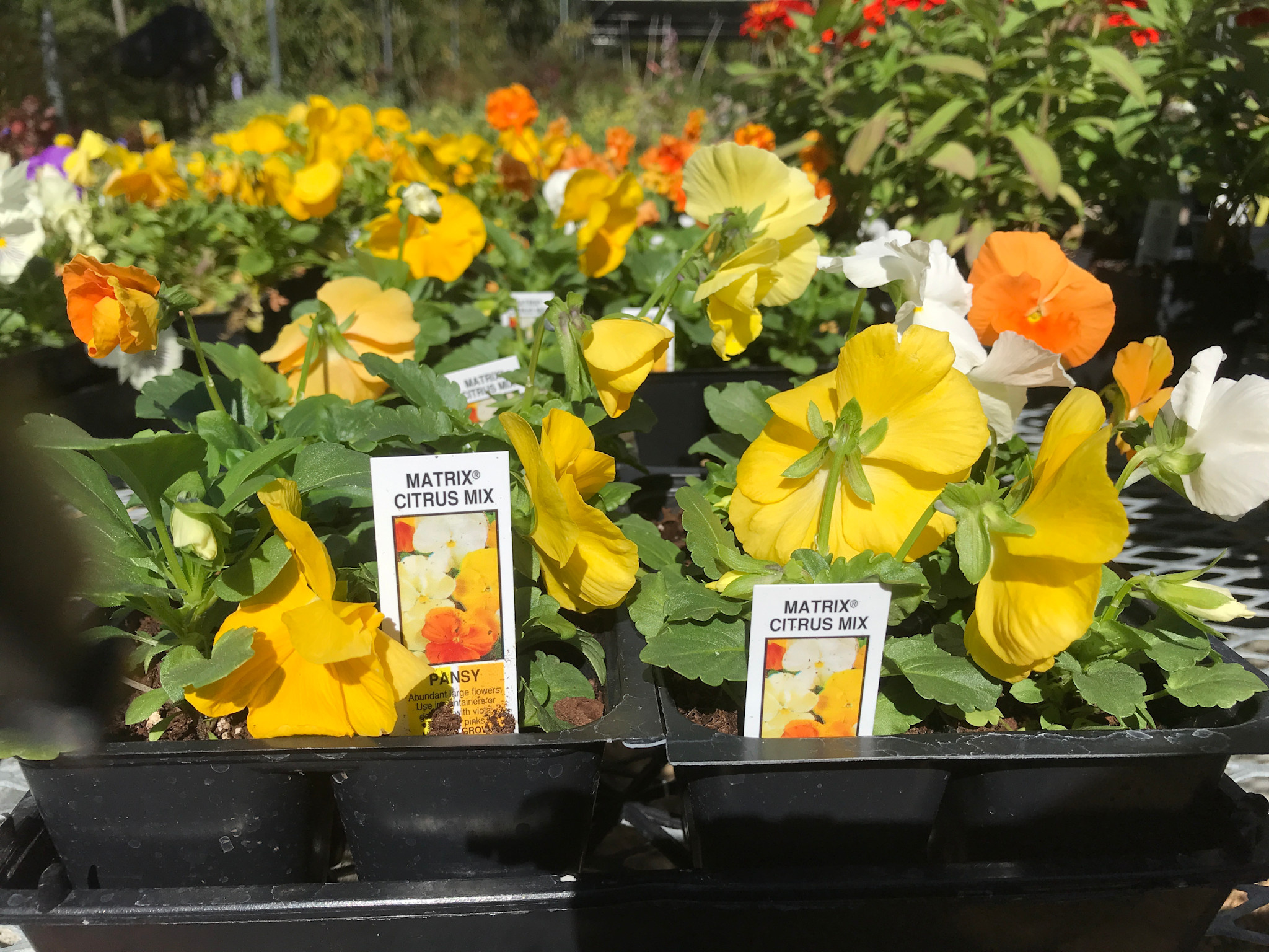 Pansy, Matrix Citrus Mix 6 pack