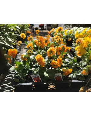 Pansy, 'Frizzle Sizzle' Orange 6 pack