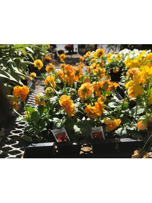 Pansy, 'Frizzle Sizzle' Orange 6 pack Pansy, 'Frizzle Sizzle' Orange 6 pack