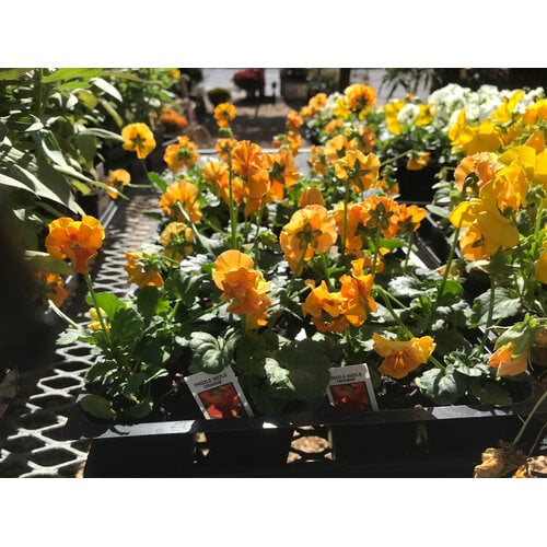 Pansy, 'Frizzle Sizzle' Orange 6 pack