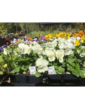 Pansy, Viola x wittrockiana, 'Cats Plus' White 6 pack