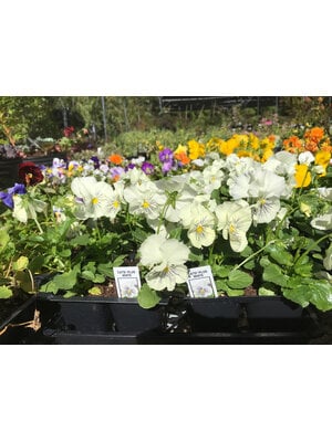 Pansy, Viola x wittrockiana, 'Cats Plus' White 6 pack Pansy, Viola x wittrockiana, 'Cats Plus' White 6 pack