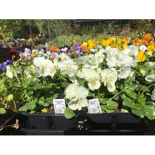 Pansy, Viola x wittrockiana, 'Cats Plus' White 6 pack