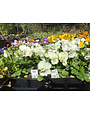 Pansy, Viola x wittrockiana, 'Cats Plus' White 6 pack