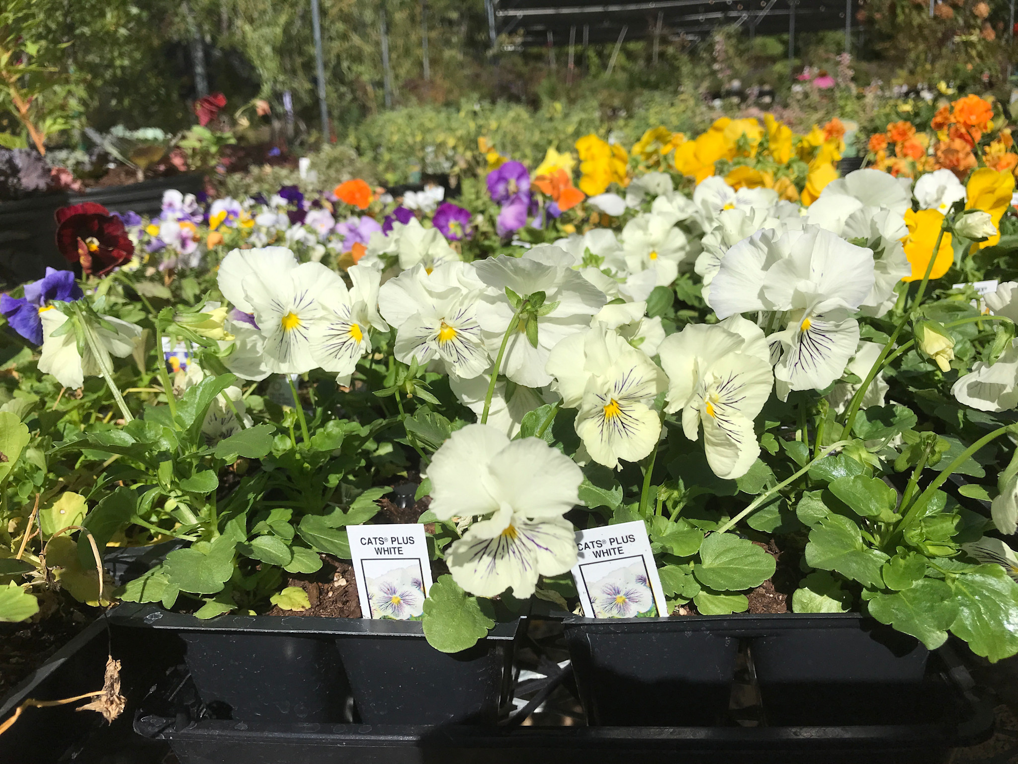 Pansy, Viola x wittrockiana, 'Cats Plus' White 6 pack