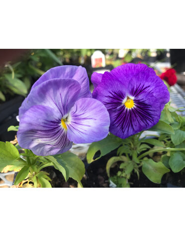 Pansy, Matrix Lavender Shades 6 pack