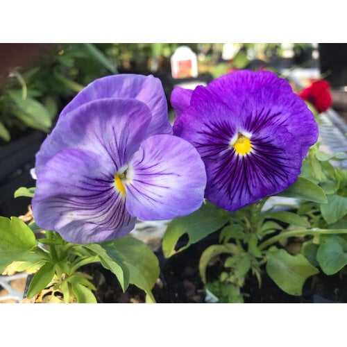 Pansy, Matrix Lavender Shades 6 pack