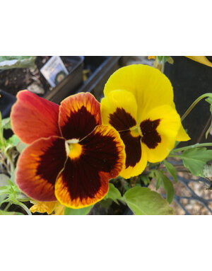 Pansy, Matrix Autumn Blaze Mix 6 pack