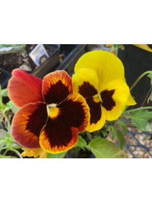 Pansy, Matrix Autumn Blaze Mix 6 pack Pansy, Matrix Autumn Blaze Mix 6 pack