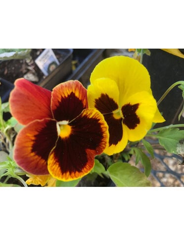 Pansy, Matrix Autumn Blaze Mix 6 pack