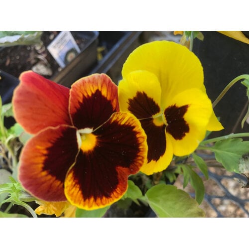 Pansy, Matrix Autumn Blaze Mix 6 pack