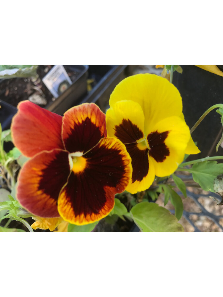 Pansy, Matrix Autumn Blaze Mix 6 pack
