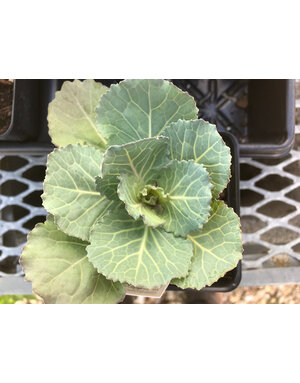 Kale, Brassica oleracea 'Songbird' White 4" Ornamental