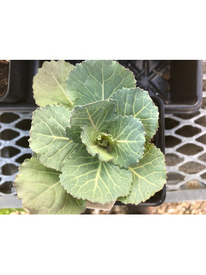 Kale, Brassica oleracea 'Songbird' White 4" Ornamental Kale, Brassica oleracea 'Songbird' White 4" Ornamental
