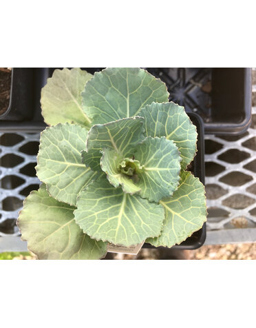 Kale, Brassica oleracea 'Songbird' White 4" Ornamental