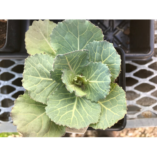 Kale, Brassica oleracea 'Songbird' White 4" Ornamental