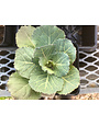 Kale, Brassica oleracea 'Songbird' White 4" Ornamental