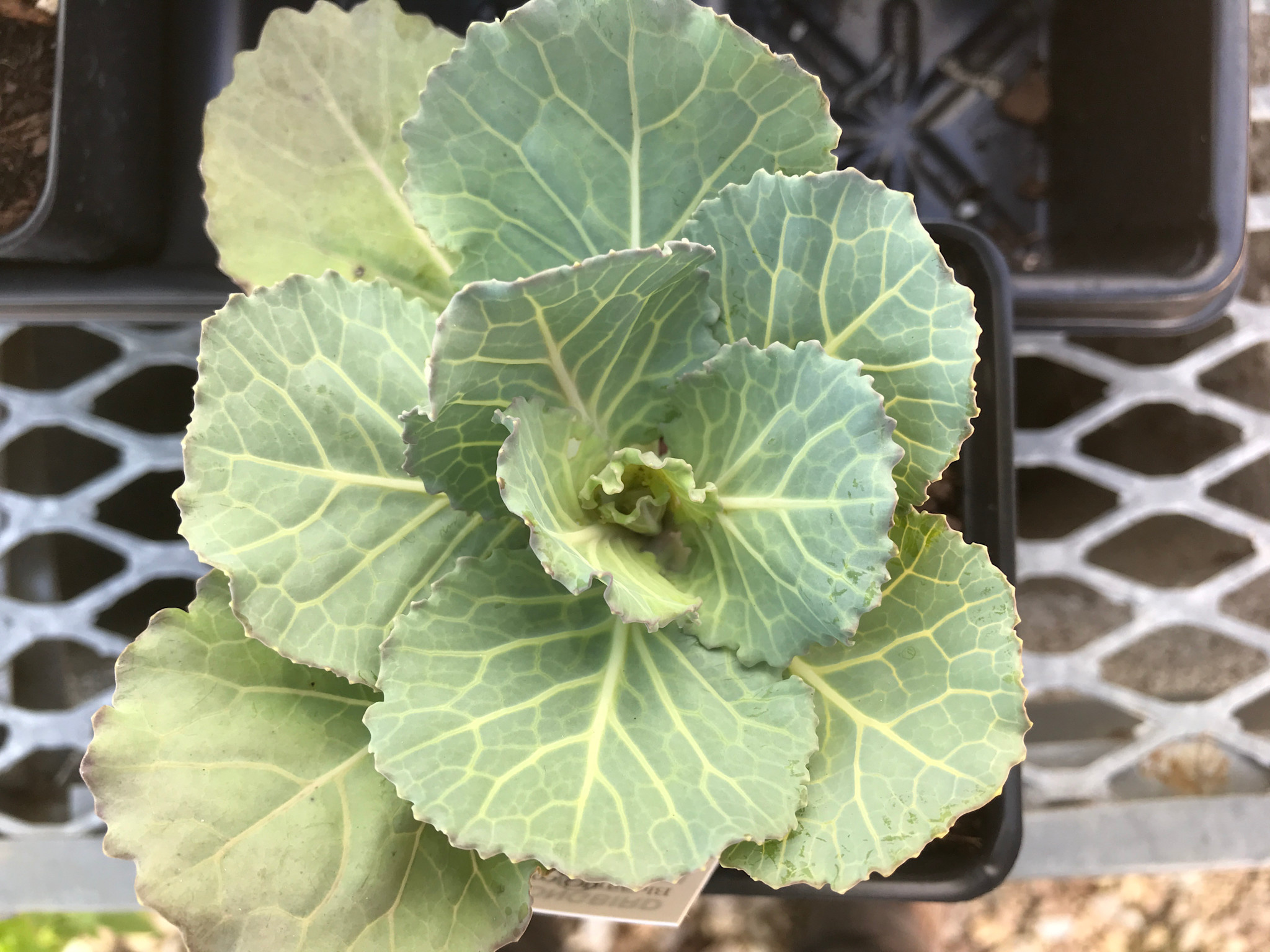 Kale, Brassica oleracea 'Songbird' White 4" Ornamental