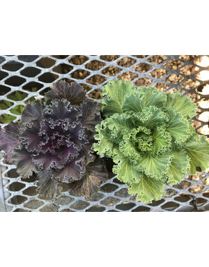 Kale, Brassica oleracea 'Nagoya' 4" Ornamental