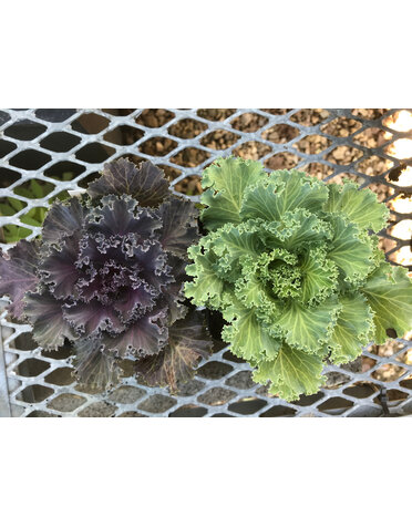 Kale, Brassica oleracea 'Nagoya' 4" Ornamental