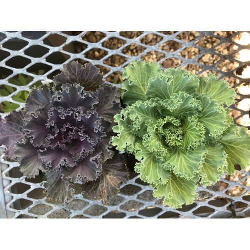 Kale, Brassica oleracea 'Nagoya' 4" Ornamental