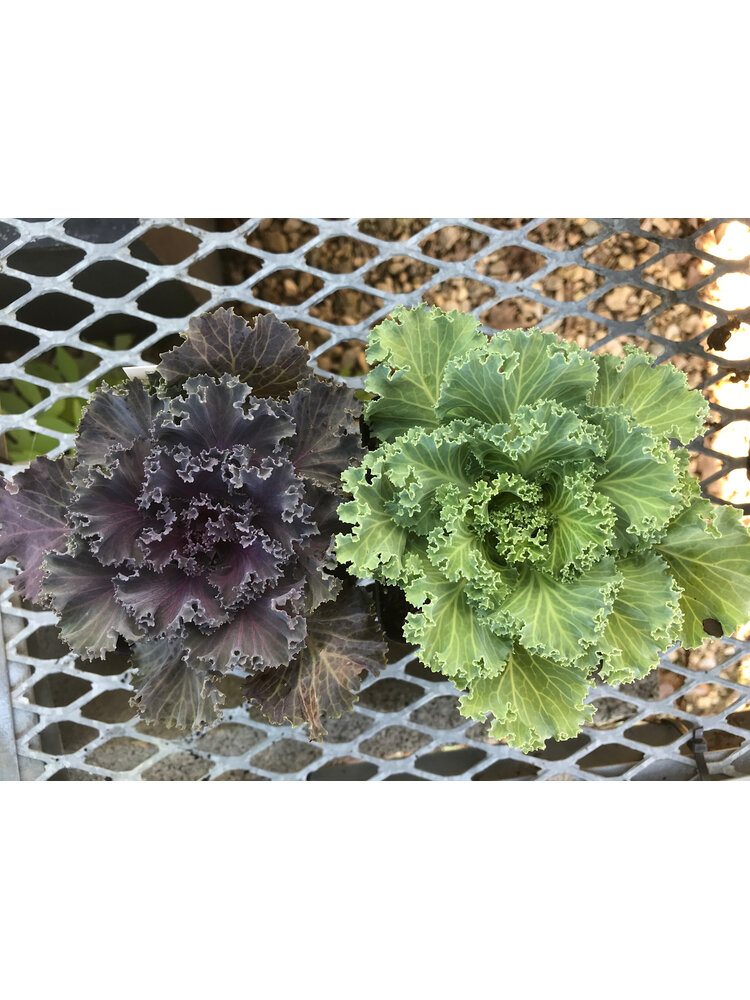 Kale, Brassica oleracea 'Nagoya' 4" Ornamental